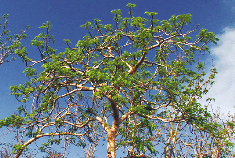 フランキンセンスの画像